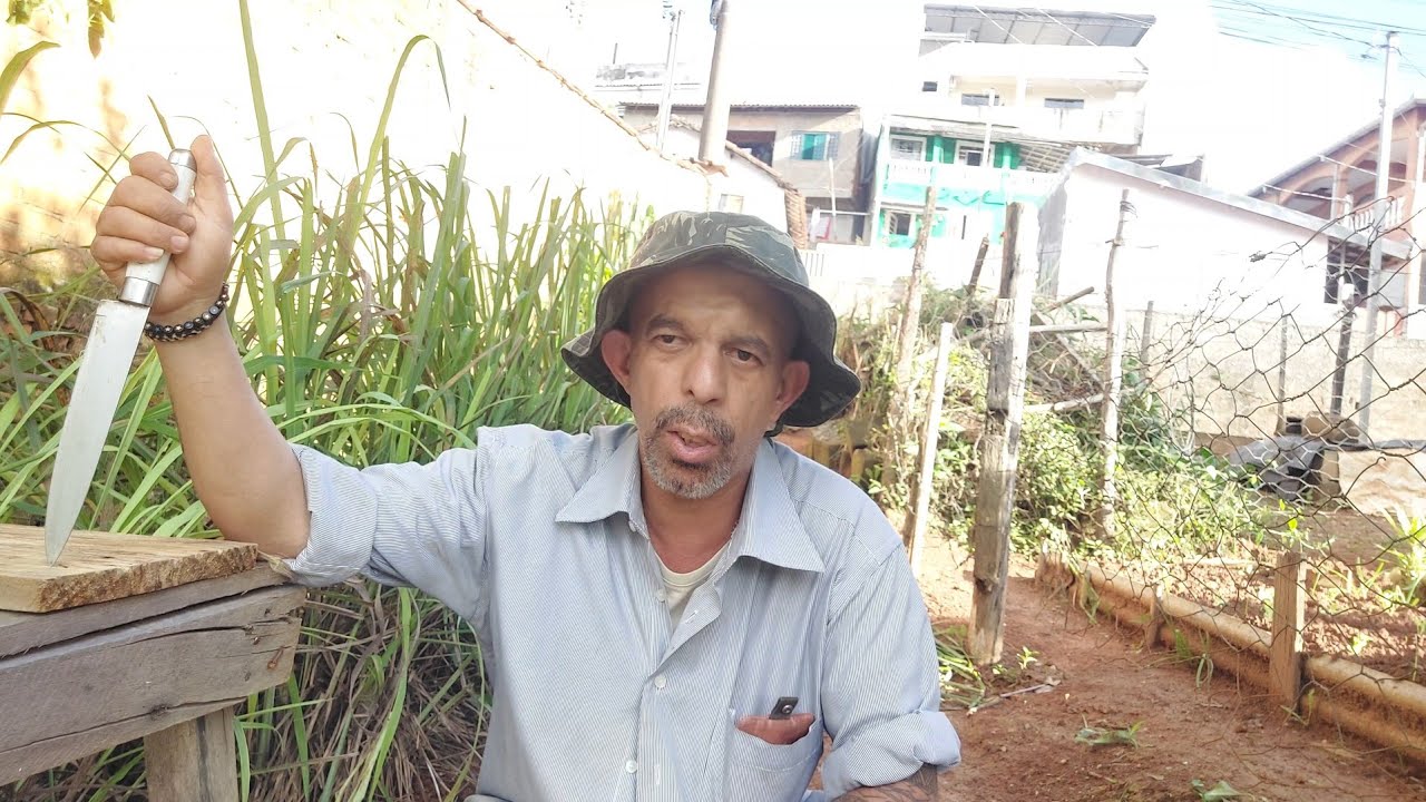 Aquela geral no capim cidreira .