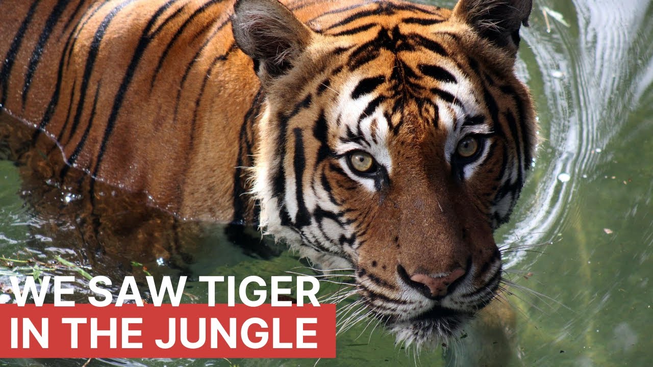 Kishanpur tiger Reserve - UP | When we saw Tiger for the first time in the Jungle