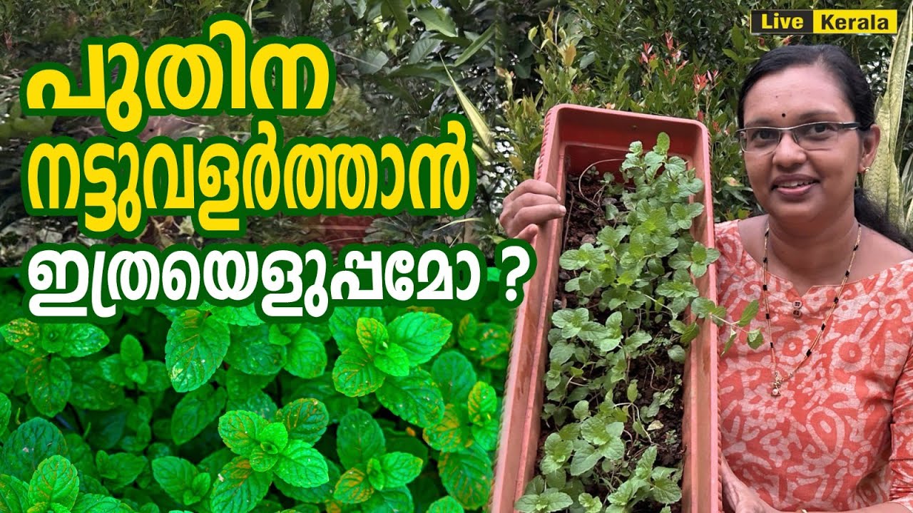 പുതിന വളർത്താനുള്ള എളുപ്പ മാർഗം/ best planting tips for puthina/ Mint Farming in Malayalam