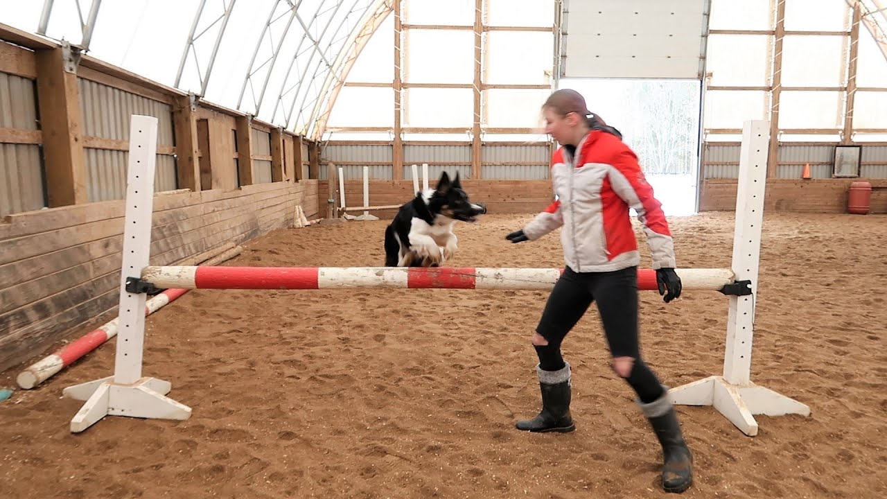 Can My Dog Really Jump?