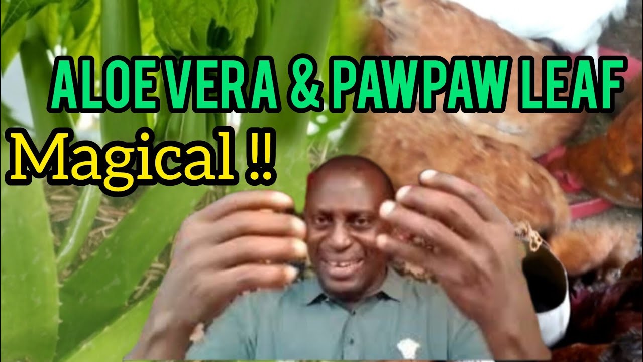 How to Use Aloe Vera & Pawpaw Leaf Juice Combo to Boost Poultry Weight & Growth in 7 Days