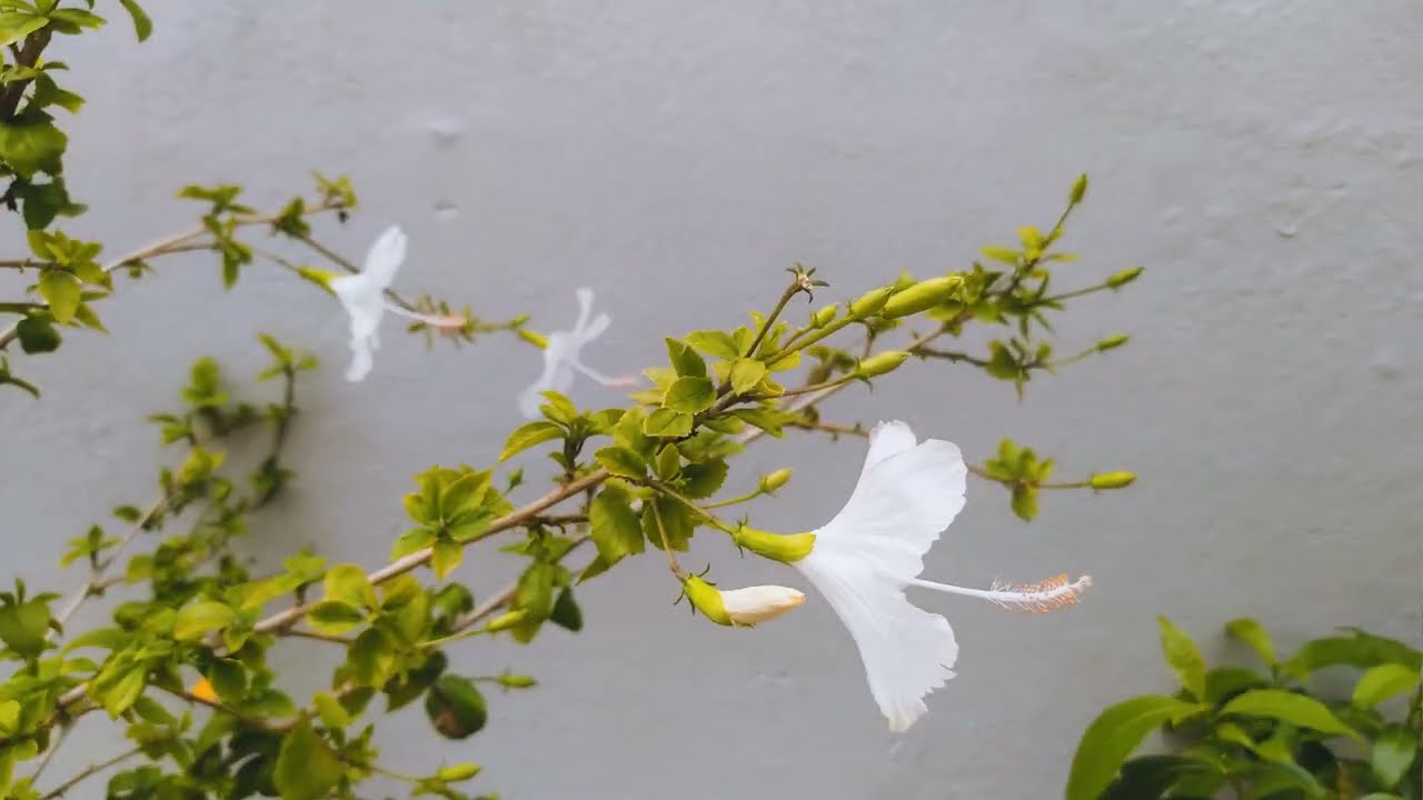 Mobile Cinematography Cinematic Video | 4K Film Look Shot on Phone | Deepak Maurya