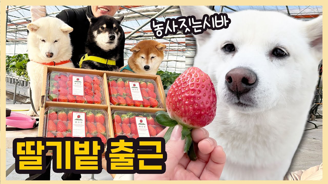 딸기농사 배우고 왔습니다