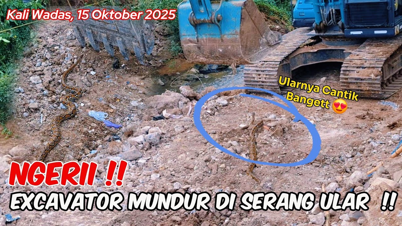 Lapor KDM ‼️ Excavator Di Buat Mundur Oleh Ular Besar ‼️ Kali Wadas Sarang Predator ‼️