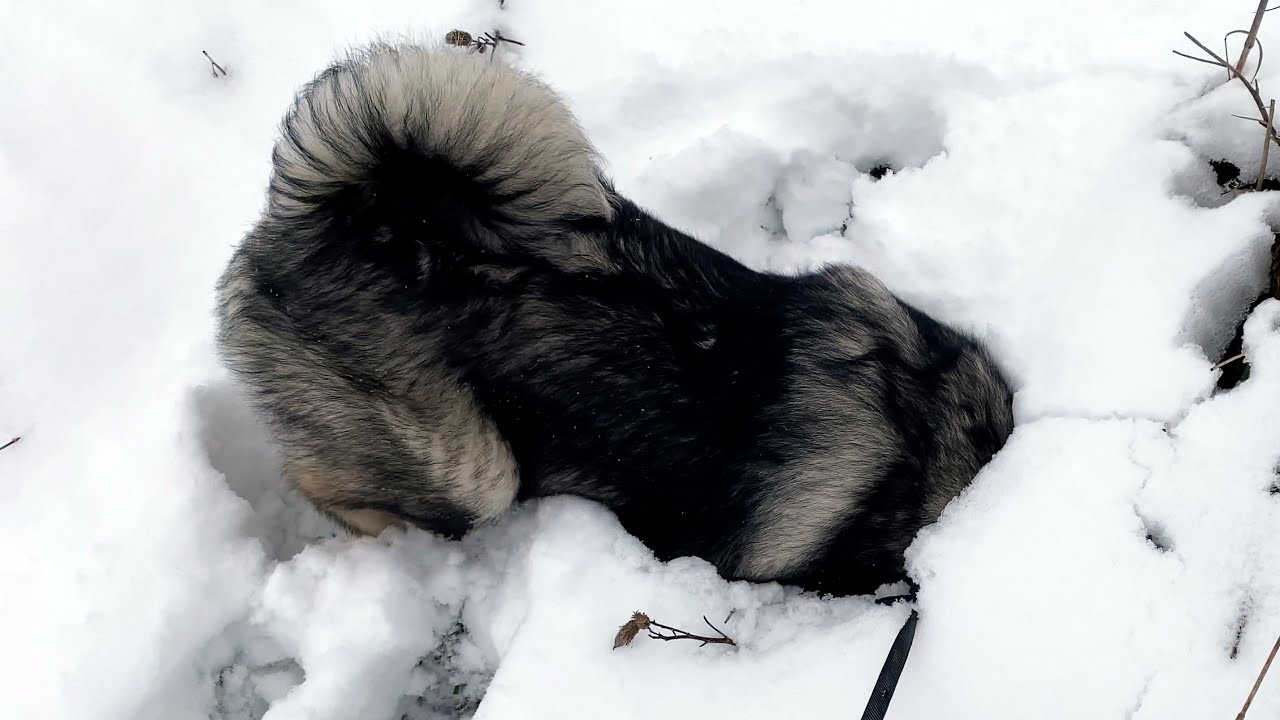 Feisty Skye Digs, Plays and Hunts in the Snow – a Typical Elkhound Puppy