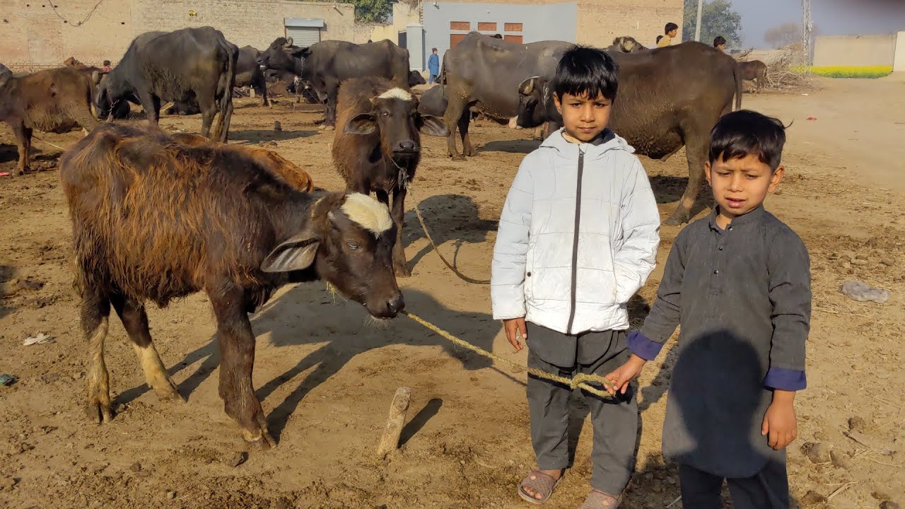 Buffalo farming buffalo Care video. Buffalo vlog in village.