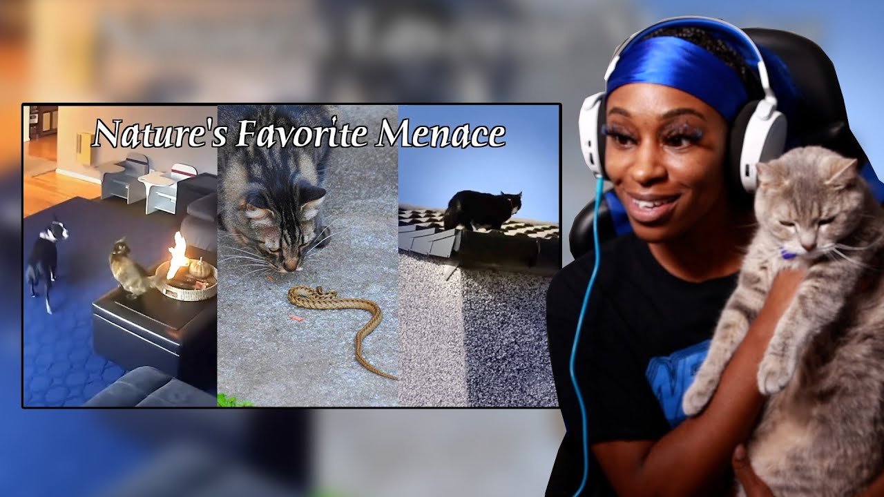 The Insane Plot Armor of Cats REACTION | W Cats FR