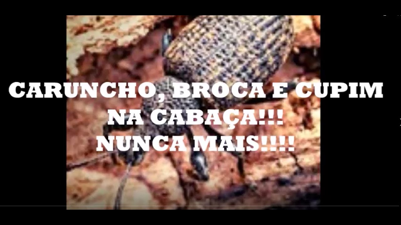 CARUNCHO, BROCA E CUPIM NA CABAÇA, NUNCA MAIS!! VEJA AQUI COMO ELIMINAR ESSE PROBLEMA - POR ME PEIXE