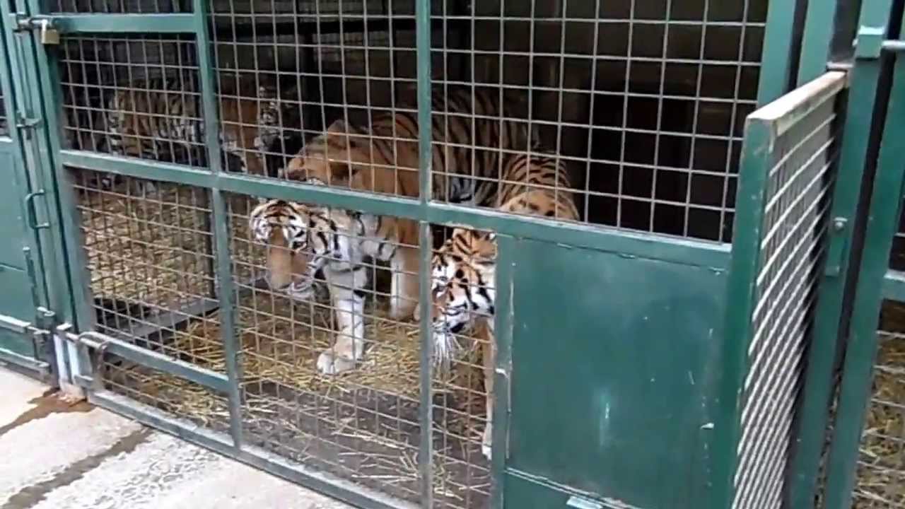 Tiger Feeding Part 2/6