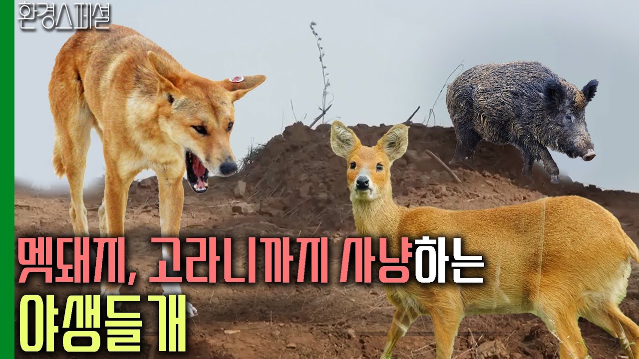 멧돼지, 고라니까지 사냥하는 야생들개 [2021-2022 UHD환경스페셜 10편 최후변론, 들개] / KBS 20210506 방송