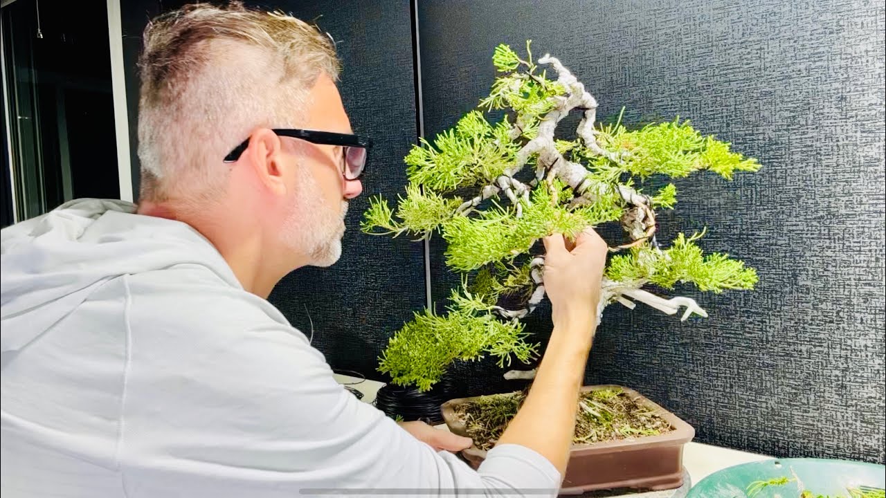 SE9 Short5 Developing Juniper Bonsai
