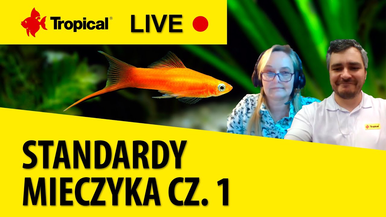 TROPICAL LIVE | Standardy mieczyka/Swordtails Standards cz. 1 - Elżbieta Cywińska (ENG SUB)