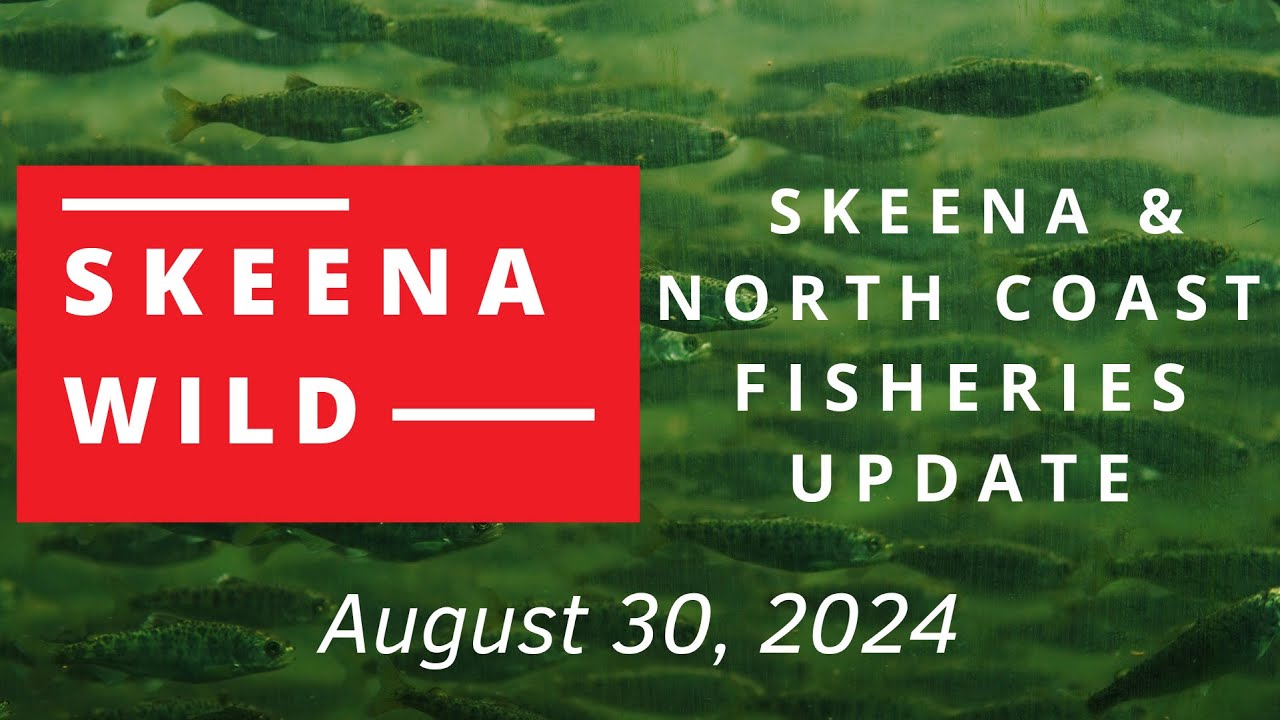 Skeena & North Coast Fisheries Update Aug. 30, 2024
