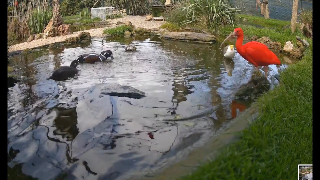 Sierwatervogels.NL - Live stream