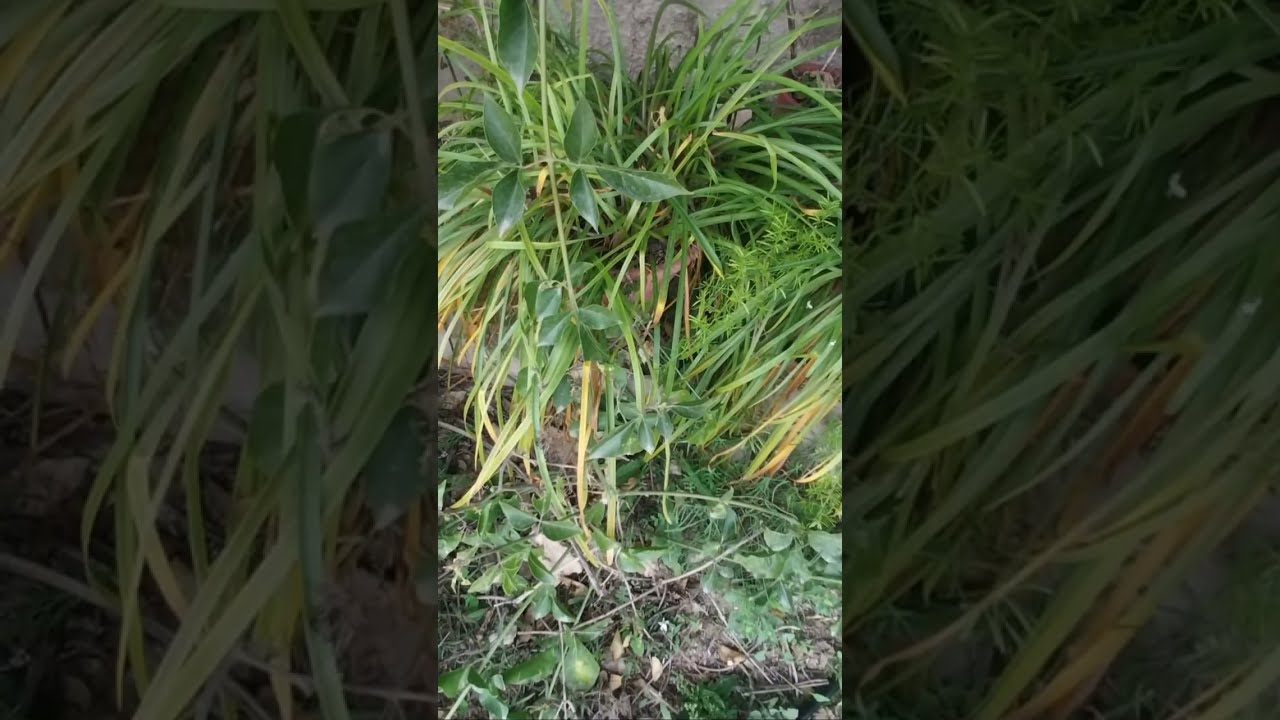 Plantas moviéndose con el viento / Plants with wind #asmrsounds #nature #plants #plantas