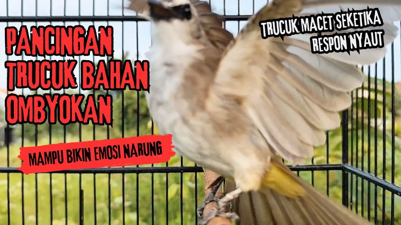 Trucukan Gacor ROPEL PANJANG Saat Subuh COCOK untuk Pancingan Trucuk BAHAN dan MASTERAN TRUCUK Paud