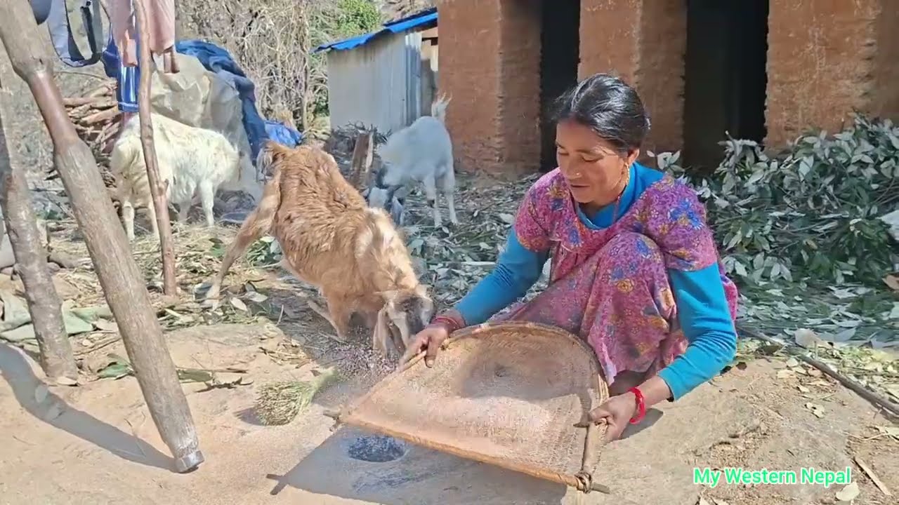 “It shows real village life, where people sort rice and take care of their animals.”