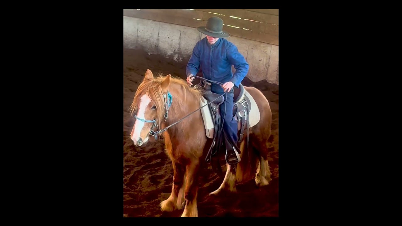 Peaches after 30 days  under saddle