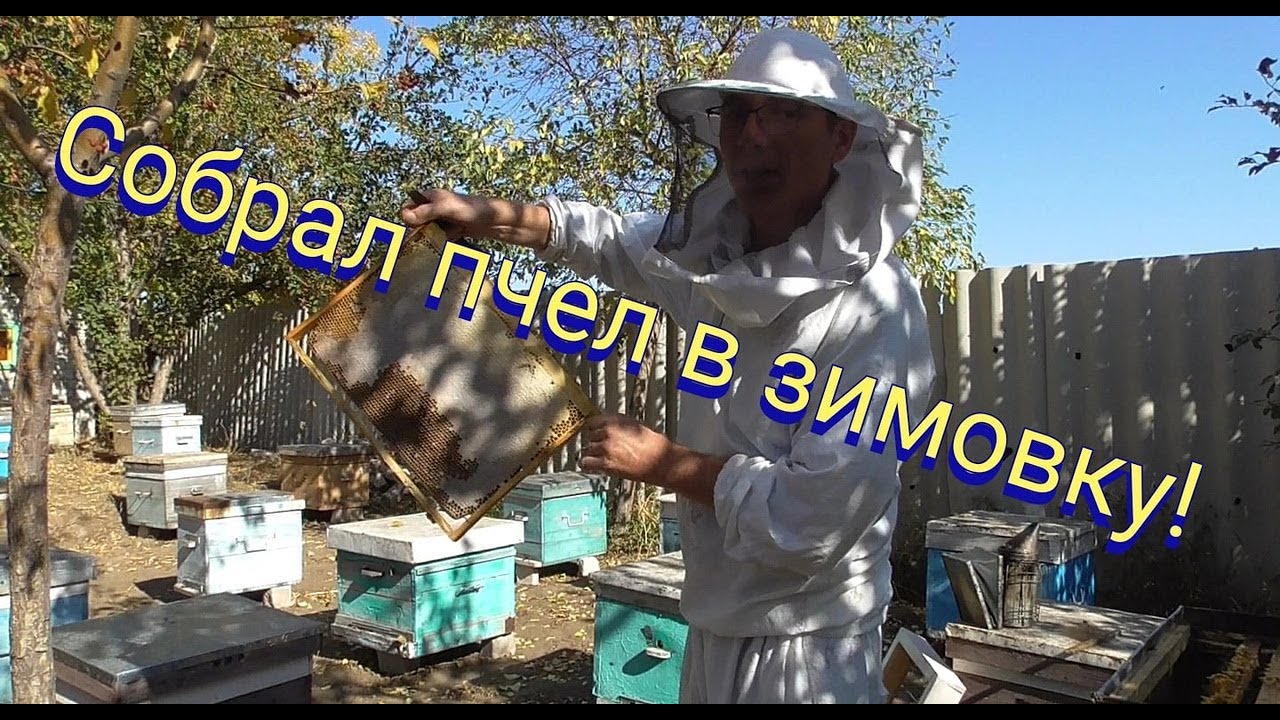Как собрать гнездо пчел в десятирамочном улье на зиму
