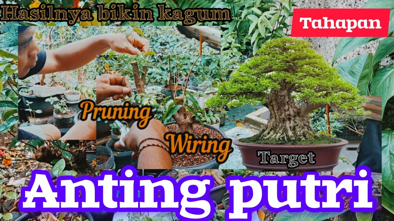Trik Membentuk Arah Cabang Bonsai Anting Putri dengan Kawat Untuk Pemula #bonsaiantingputri 