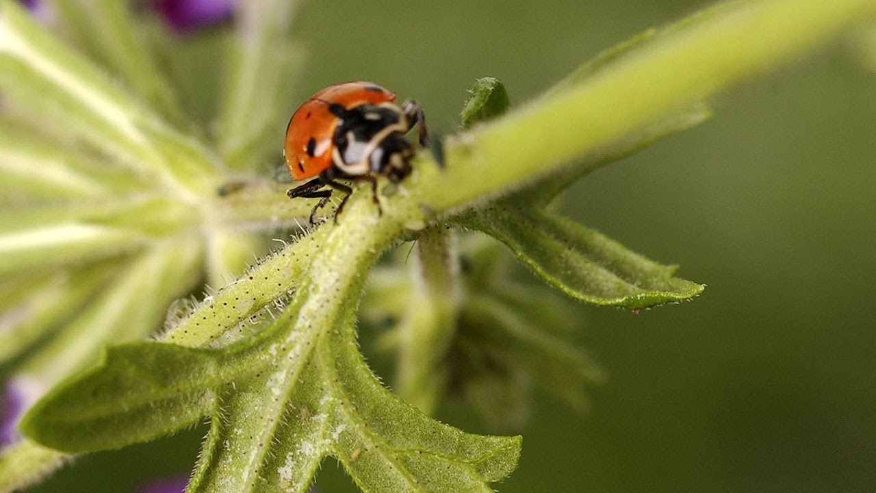 A marijuana grower tells all: This is how beneficial bugs work as pest control