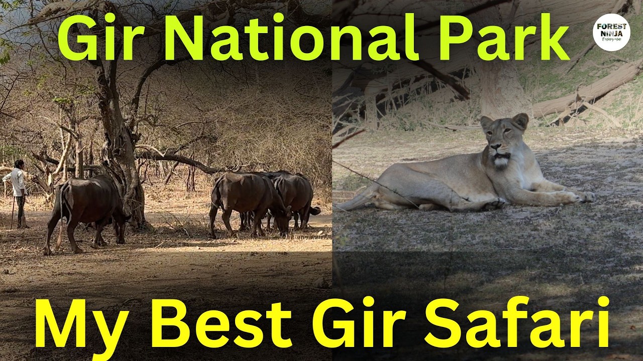 19 Lions Sighted -Jungle Safari at Gir National Park #Asiaticlions #gir #lion #lioncub #wildlife
