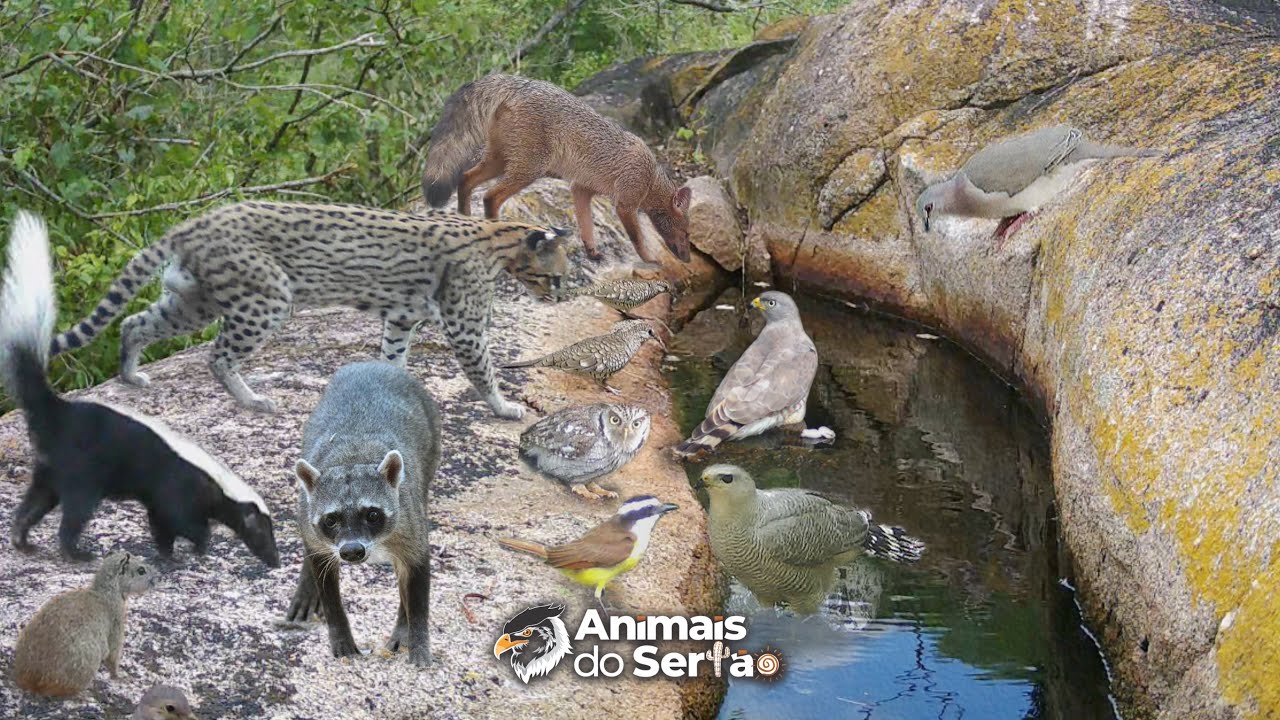 DEIXEI CÂMERAS EM DUAS FONTES NATURAIS NO MEIO DA CAATINGA
