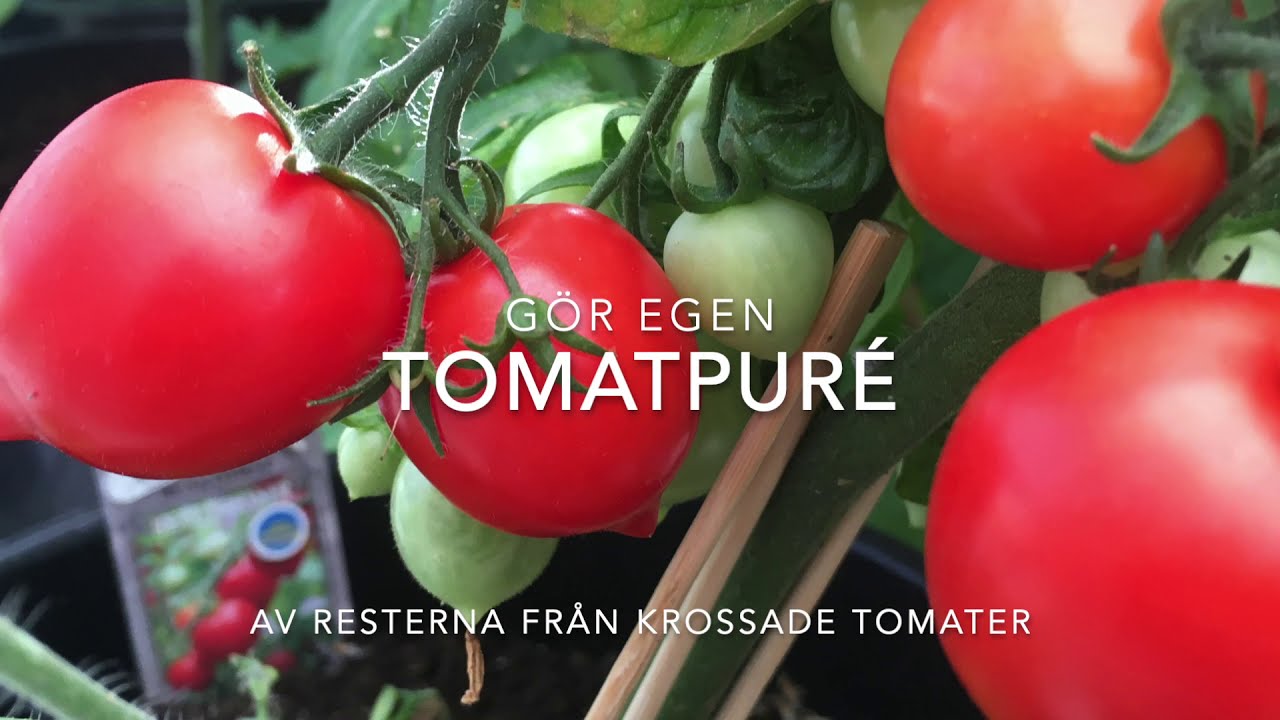 Mammas matskola; egen tomatpuré, ketchup