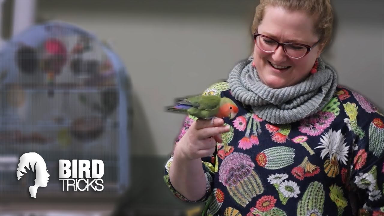Training the CUTEST Lovebird | Albert The Lovebird