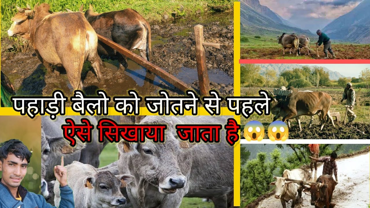 पहाड़ी बैलों को जोतने से पहले कैसे सिखाया जाता है | hill farmer | How do hill farmers do farming|