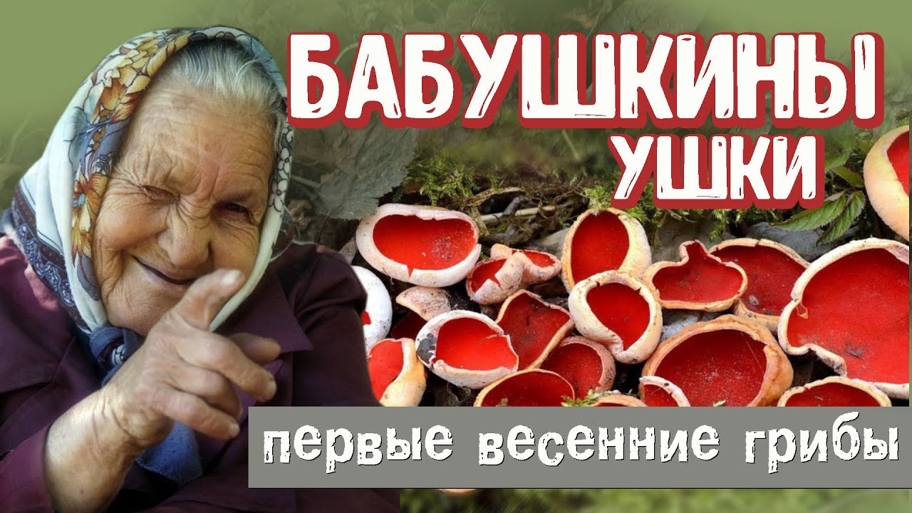 Самый первый весенний гриб. Саркосцифа или бабушкины ушки. Что и как... #отпусксбмв