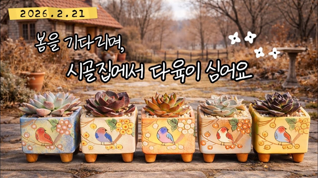 🌼🌸계절이 바뀌는 길목, 봄을 기다리며 시골집에서 다육이 분갈이 해요