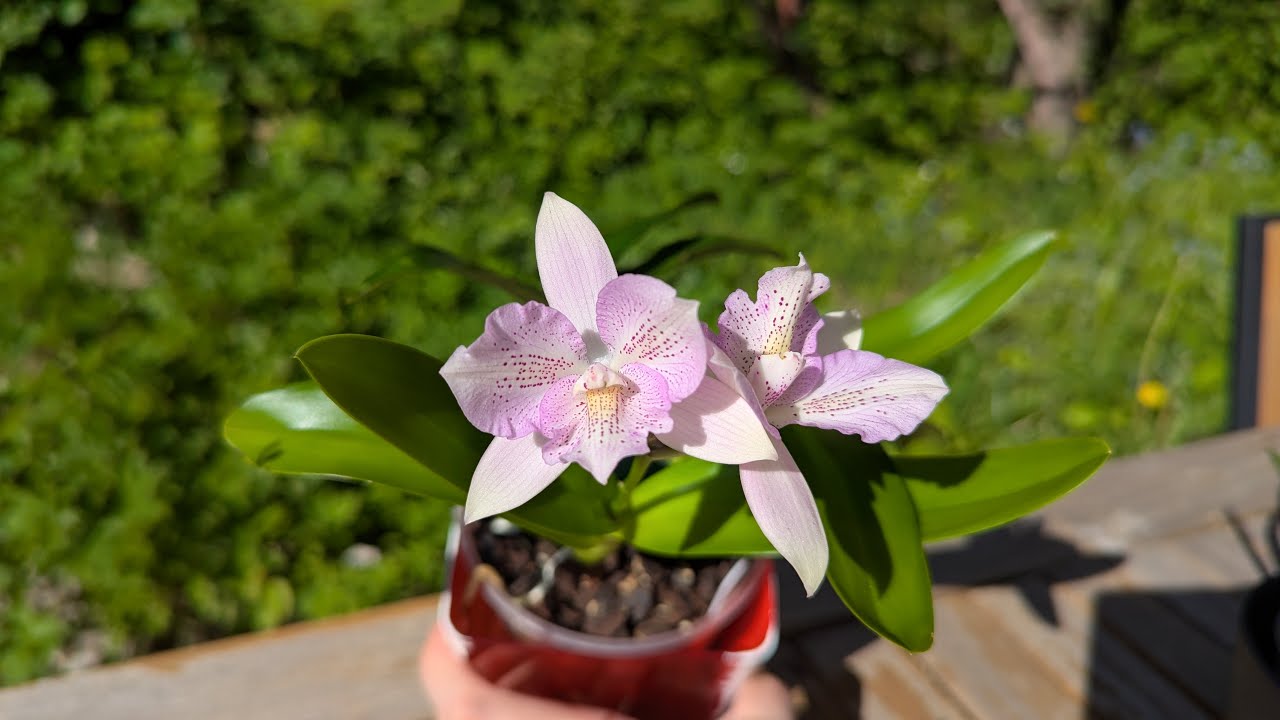 Caulocattleya Chantilly Lace 'Twinkle'