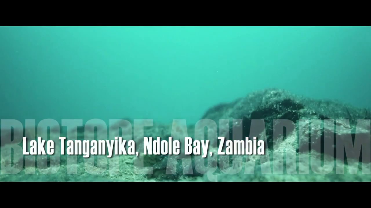 Lake Tanganyika. Sandy sedimentary bottom area in Ndole Bay. Zambia, 200 L