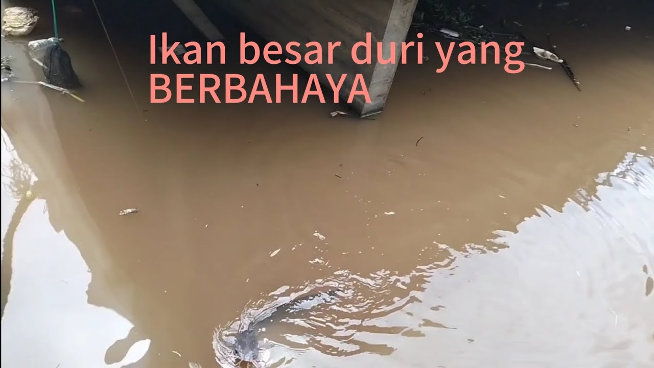 Kenak duri ikan ini, SAKIT Tiga Hari, Tiga Malam.