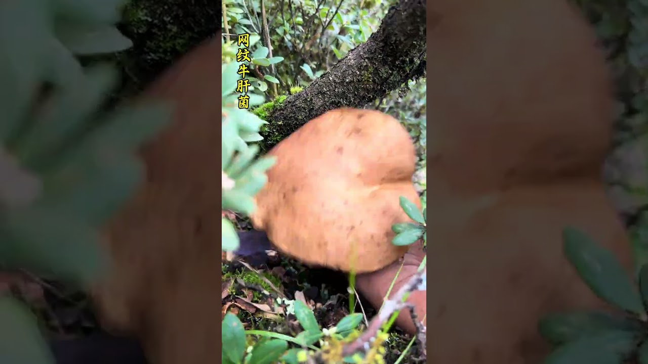 Immersive mushroom Picking - Hanbao Mushroom Immersive Mushroom picking picking