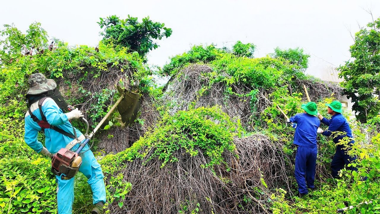 Shocking Transformation:Clearing a Creepy Overgrown House — You Won’t Believe What Was Hidden Inside