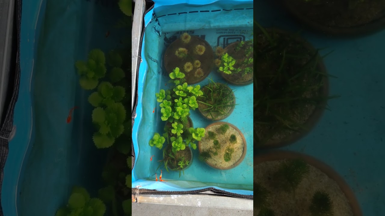 Beautiful fish pond 