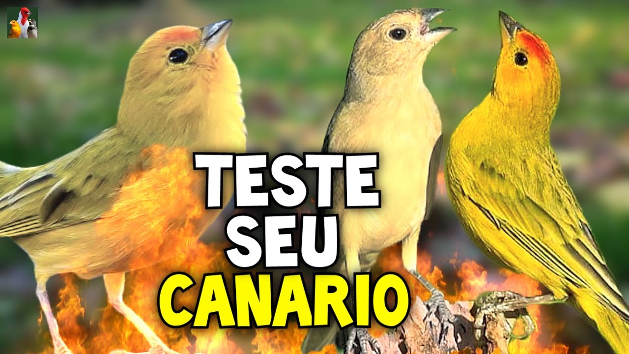 Teste seu Canário da Terra | Macho e Fêmea Cantando e Piando sem PARAR