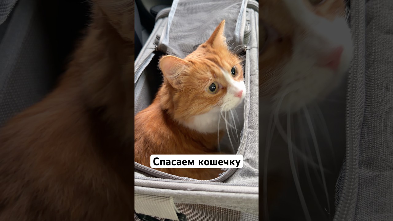 Тгк Ода Шопоголизму 