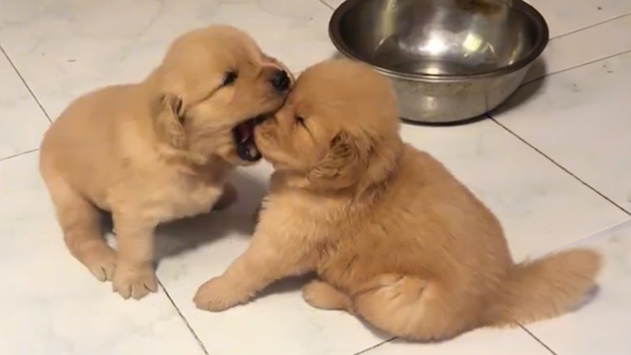 You&rsquo;ll Die Laughing at These SASSY Puppies! 😂 Funniest Puppy Videos of 2026