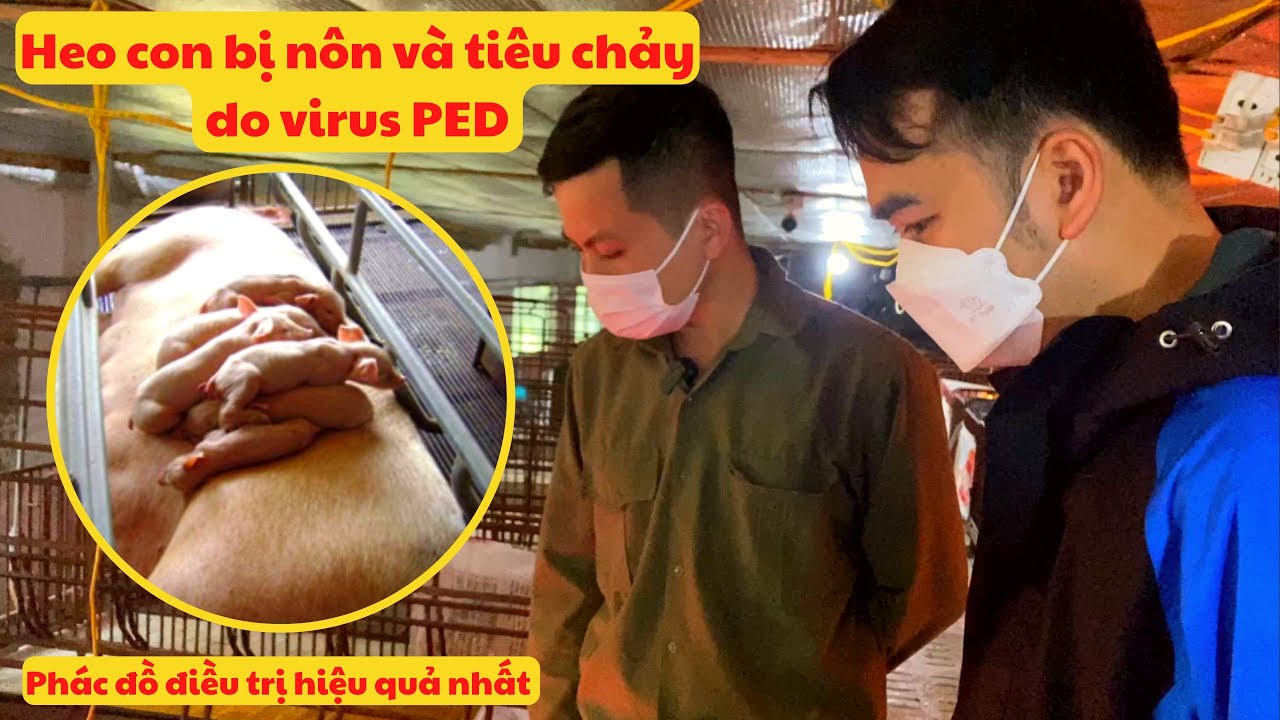 Heo con bị nôn và tiêu chảy do virus PED | Hướng dẫn điều trị bệnh tiêu chảy cấp tính trên lợn | PED