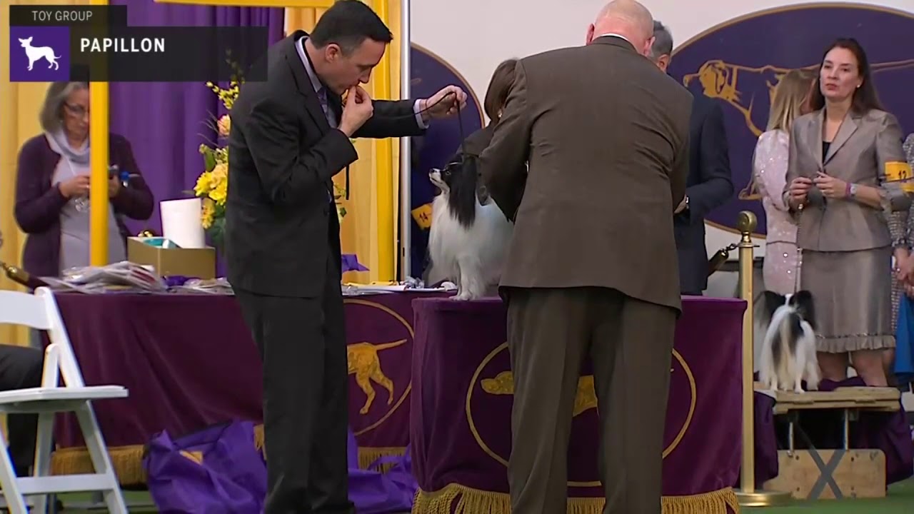 Papillons | Breed Judging 2020