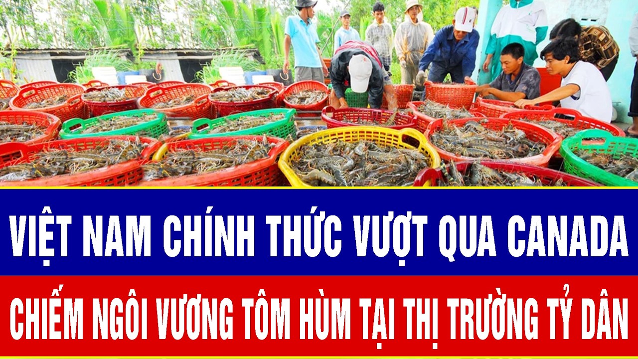 Việt Nam chính thức vượt qua Canada, chiếm ngôi vương tôm hùm tại thị trường tỷ dân