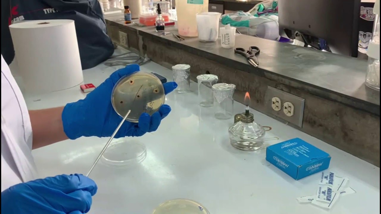 Laboratorio #4 Aislamiento de bacterias fitopatógenas empleando técnicas asépticas