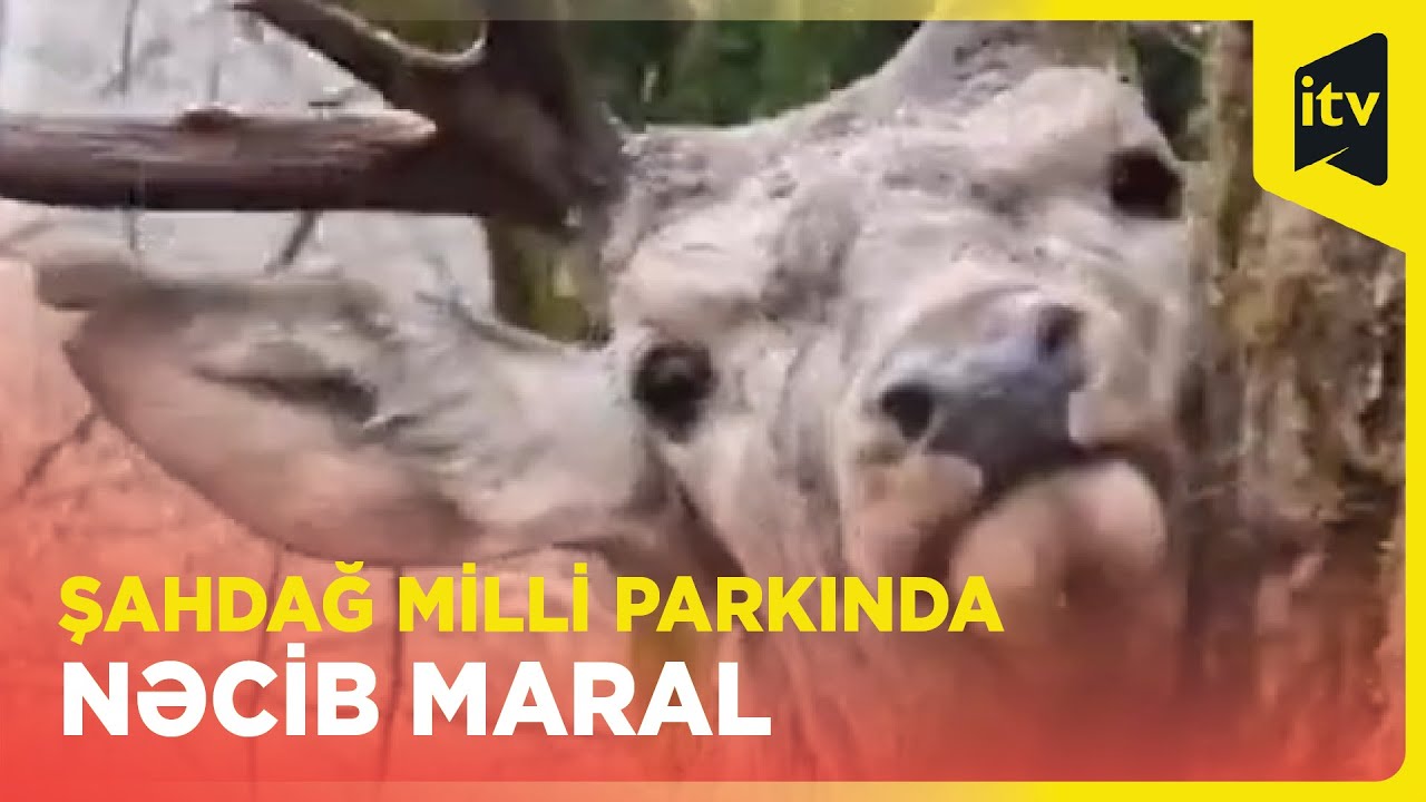 Şahdağ Milli Parkının f&uuml;sunkar qış mənzərisində nəcib maral