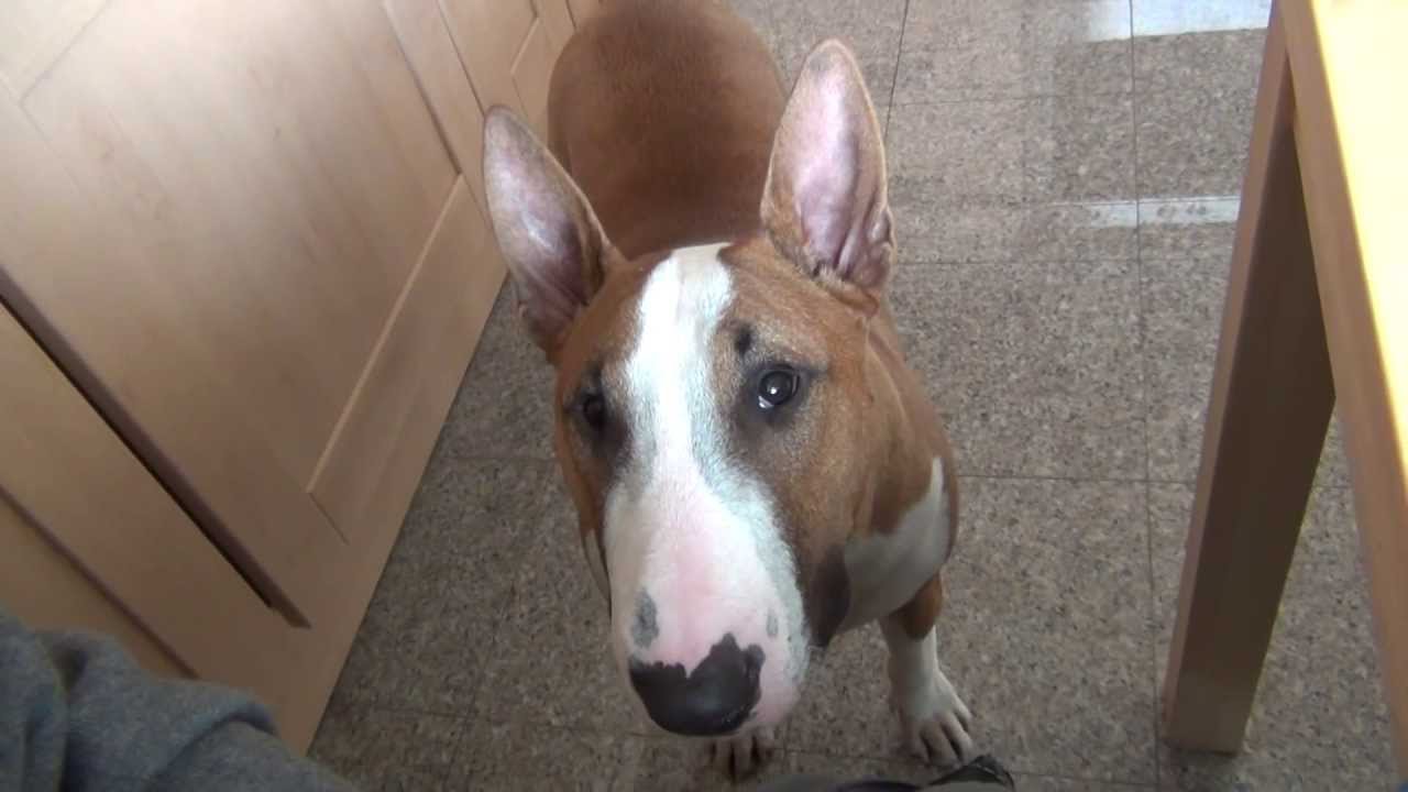 Sprechender Bullterrier Micky bettelt in der Küche - Mama, hunger!! // Part 15