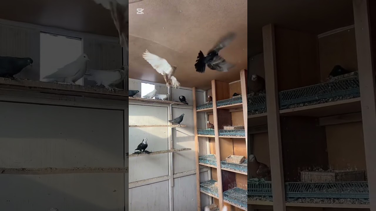 Ұядағы ойыншылар