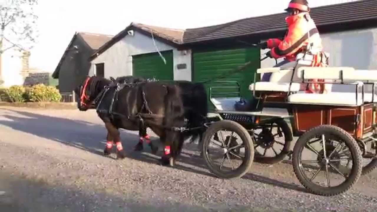 Shetland Ponies on an Evening Drive