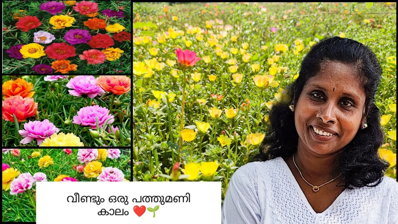 വീണ്ടും ഒരു പത്തുമണി കാലം ❤️🌱